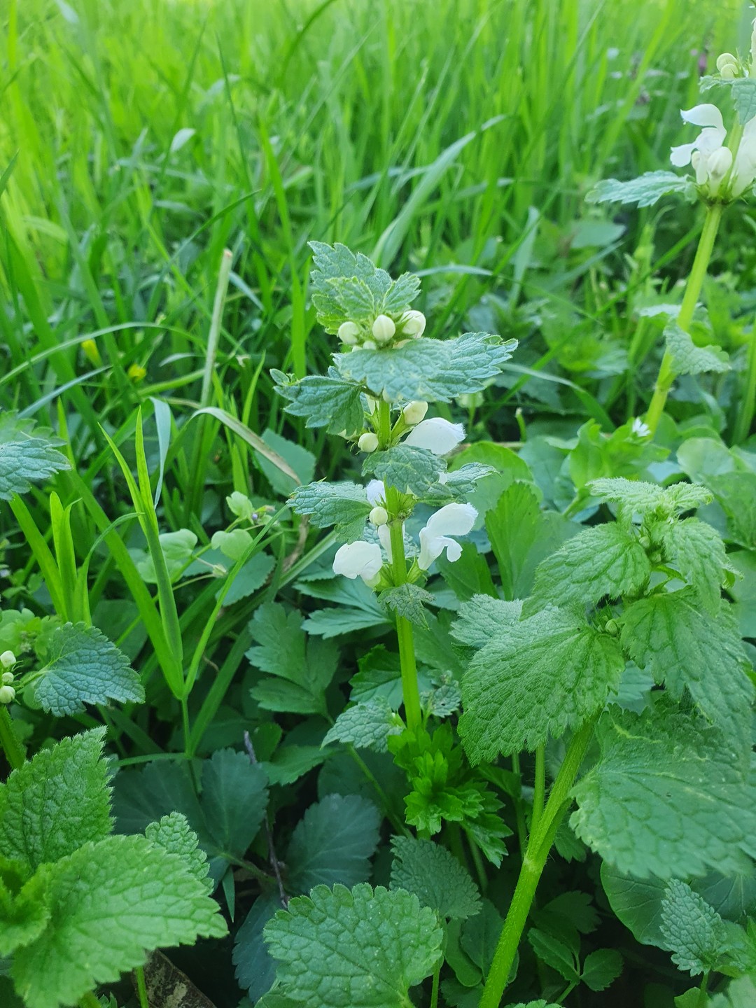 Hluchavka bílá - Lamium album