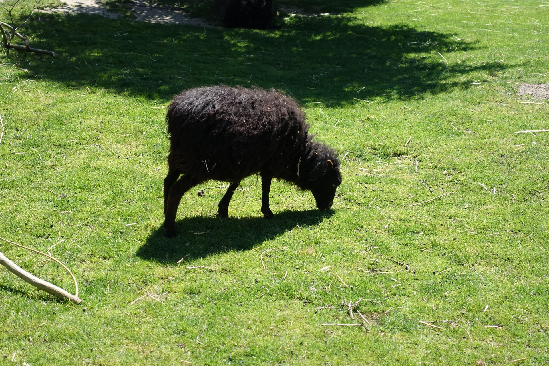 Ovce domácí - ouessantská