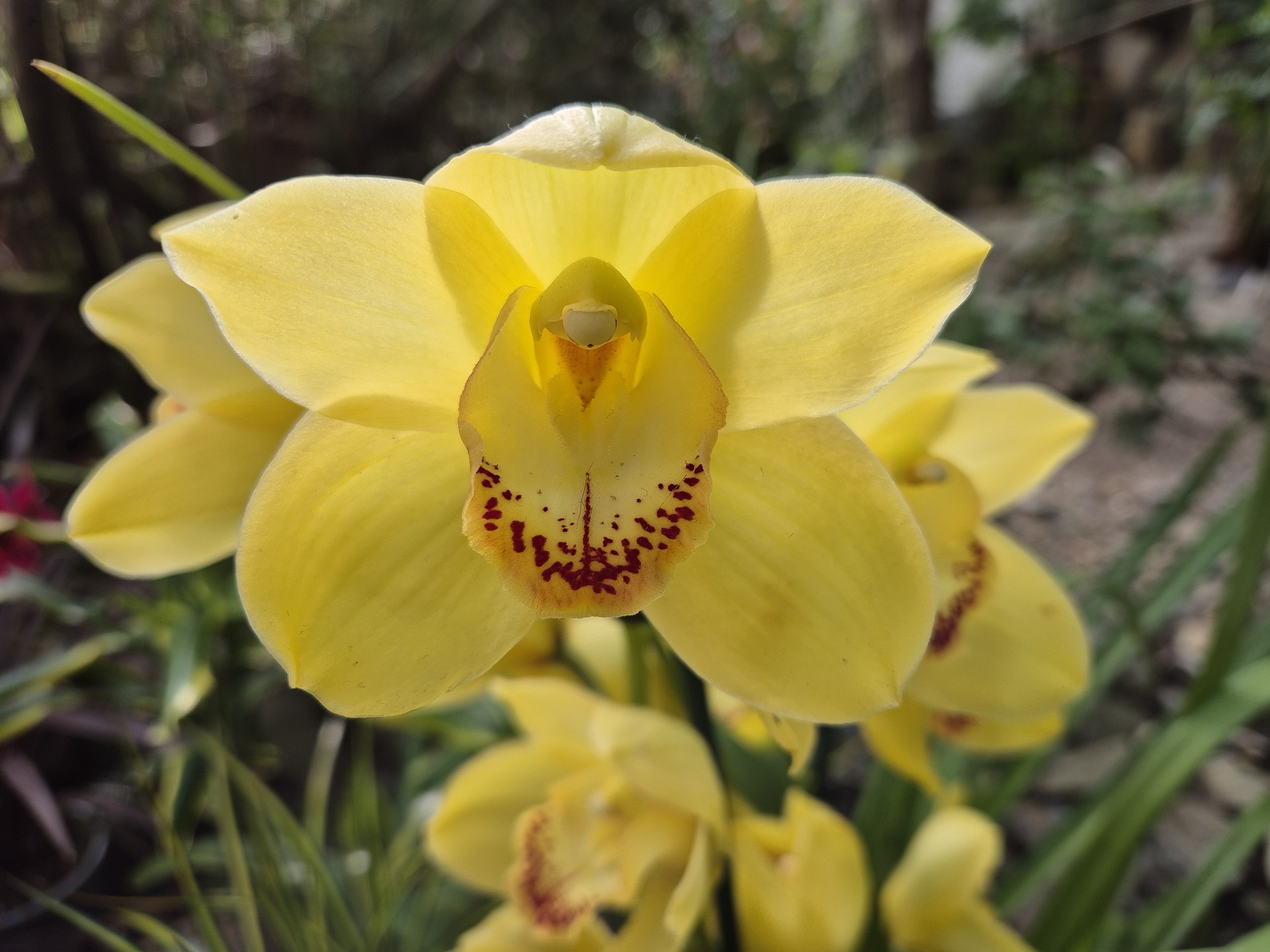 Cymbidium