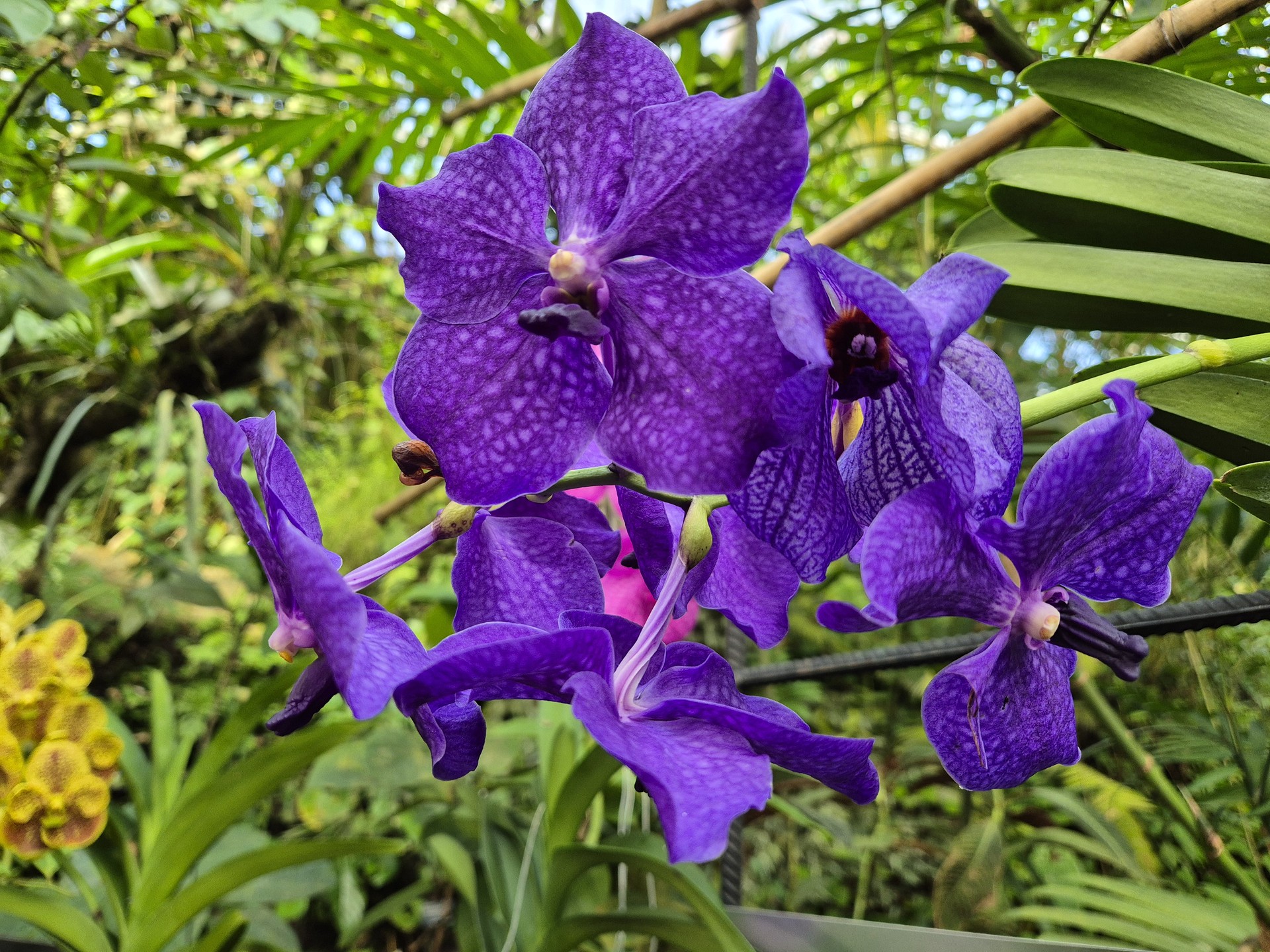 Vanda