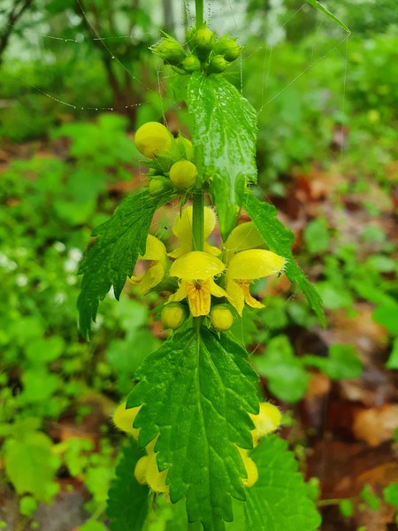 Pitulník žlutý/Hluchavka pitulník - Galeobdolon luteum