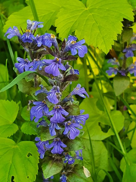 Zběhovec plazivý - Ajuga reptans