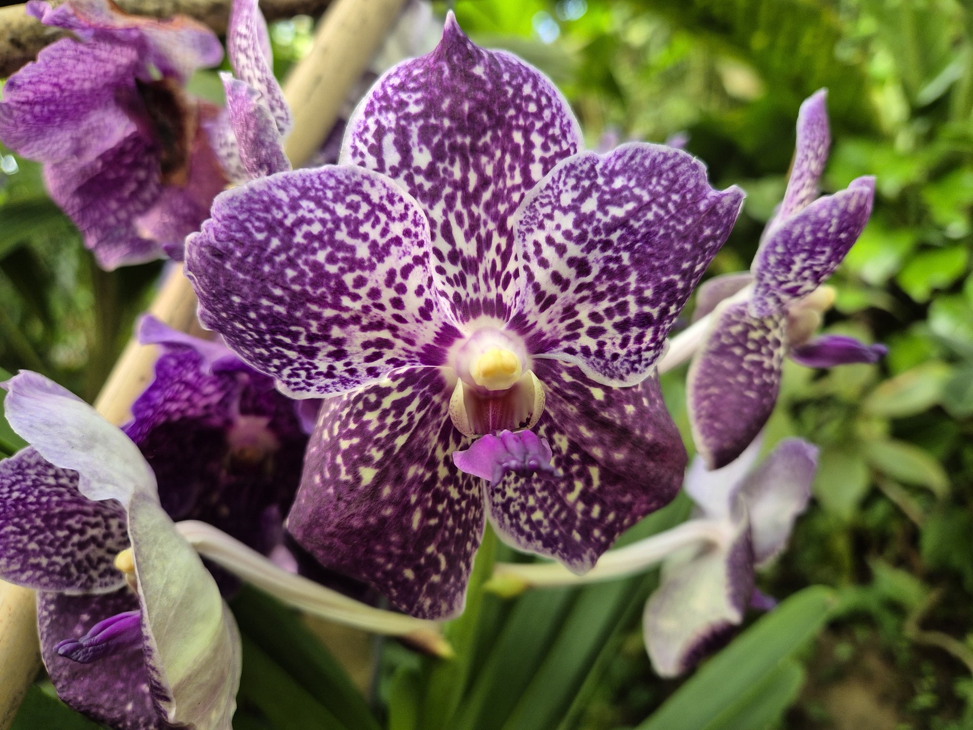 Vanda