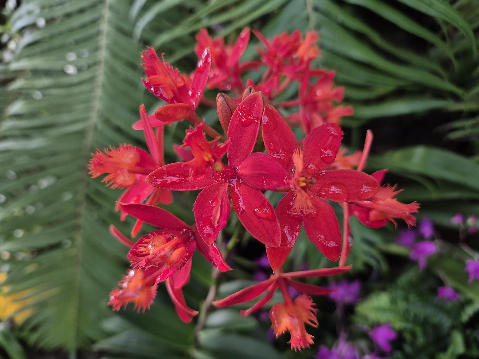 Epidendrum