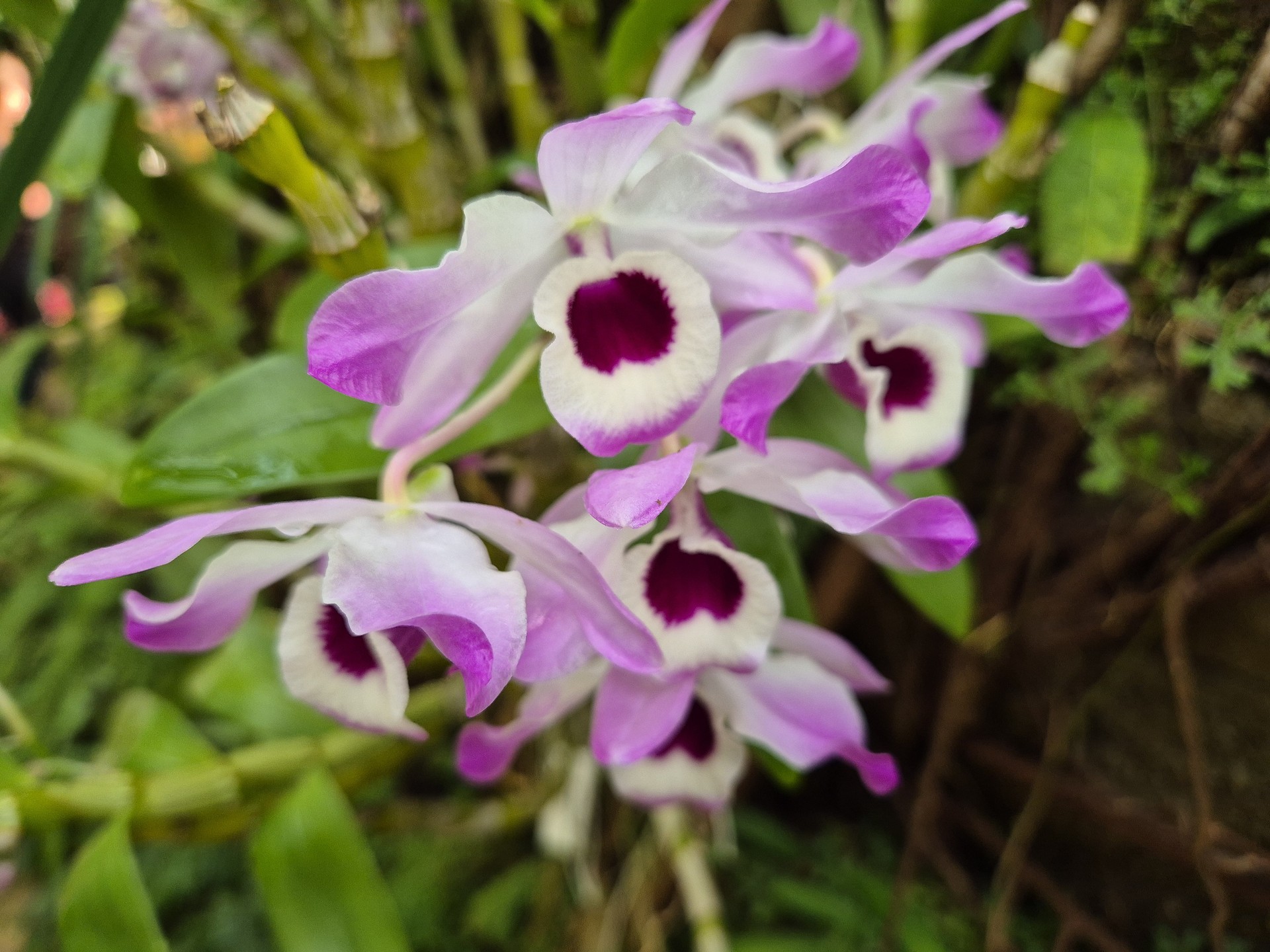 Dendrobium