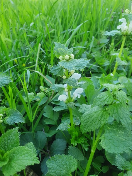 Hluchavka bílá - Lamium album