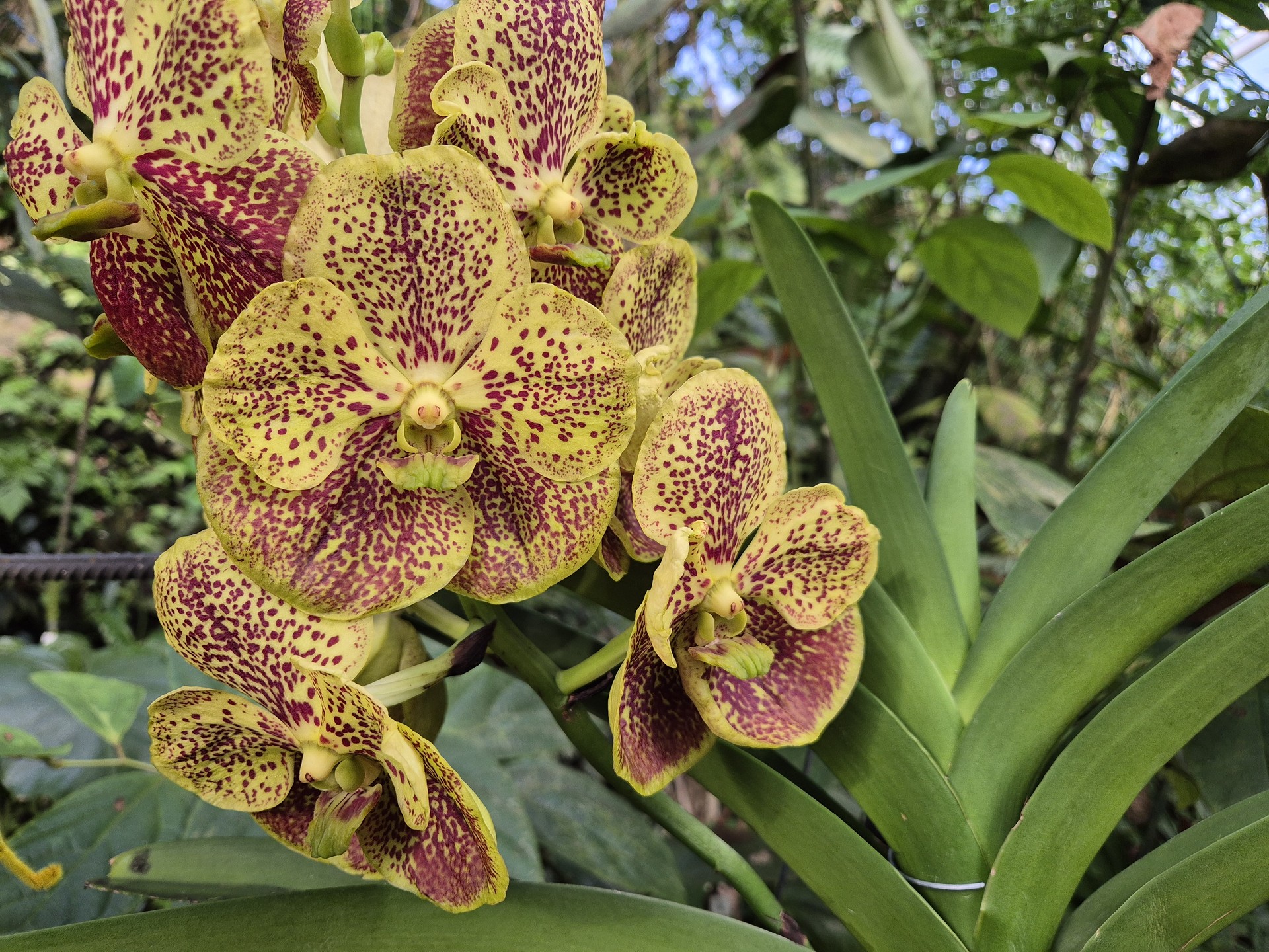 Vanda