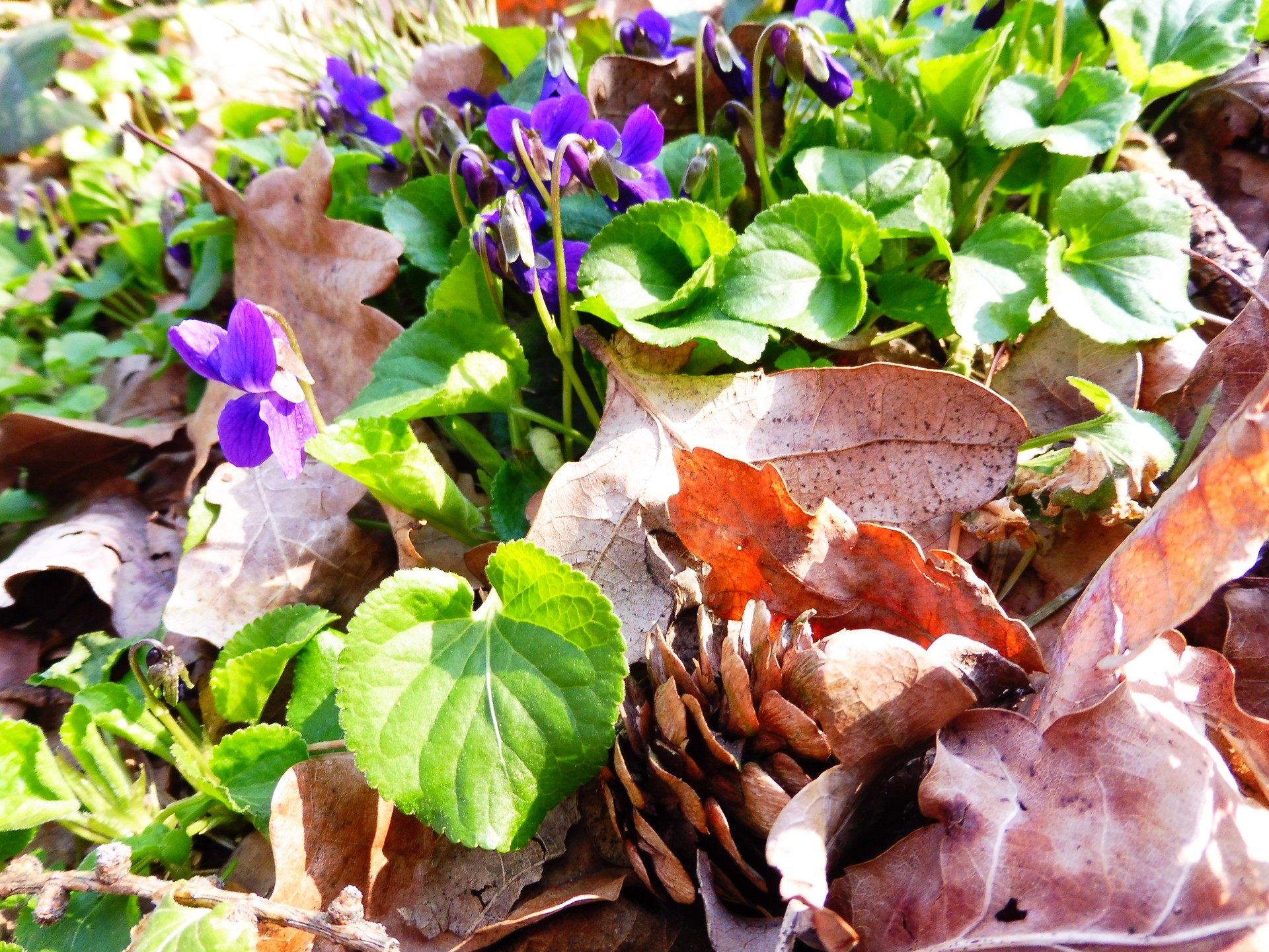 Zátiší s šiškou