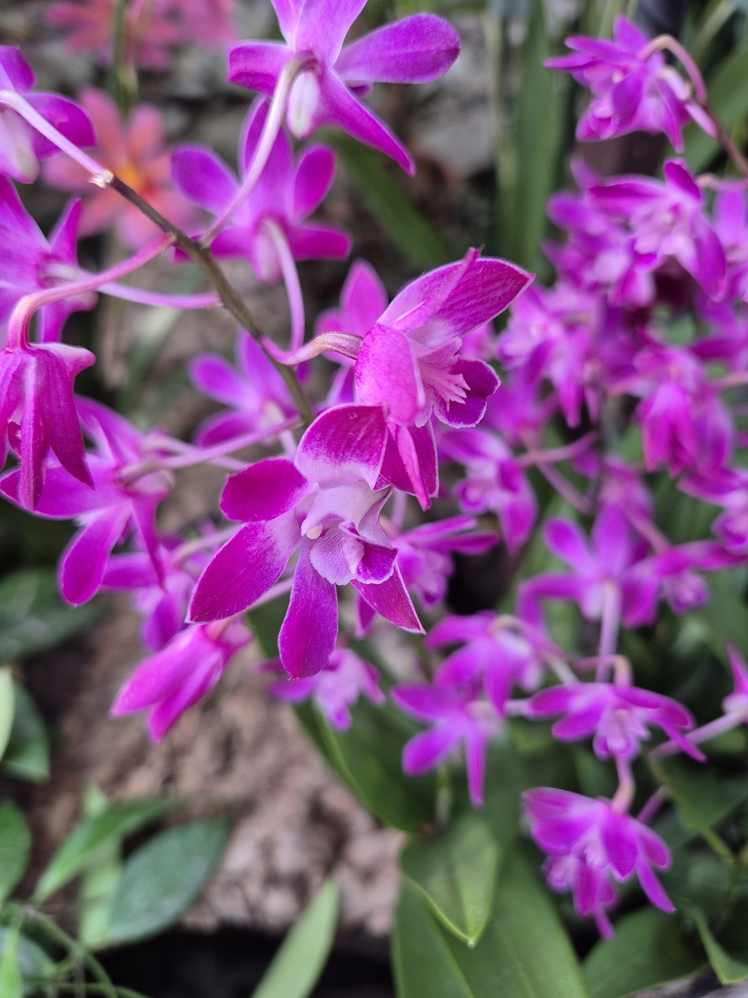 Dendrobium