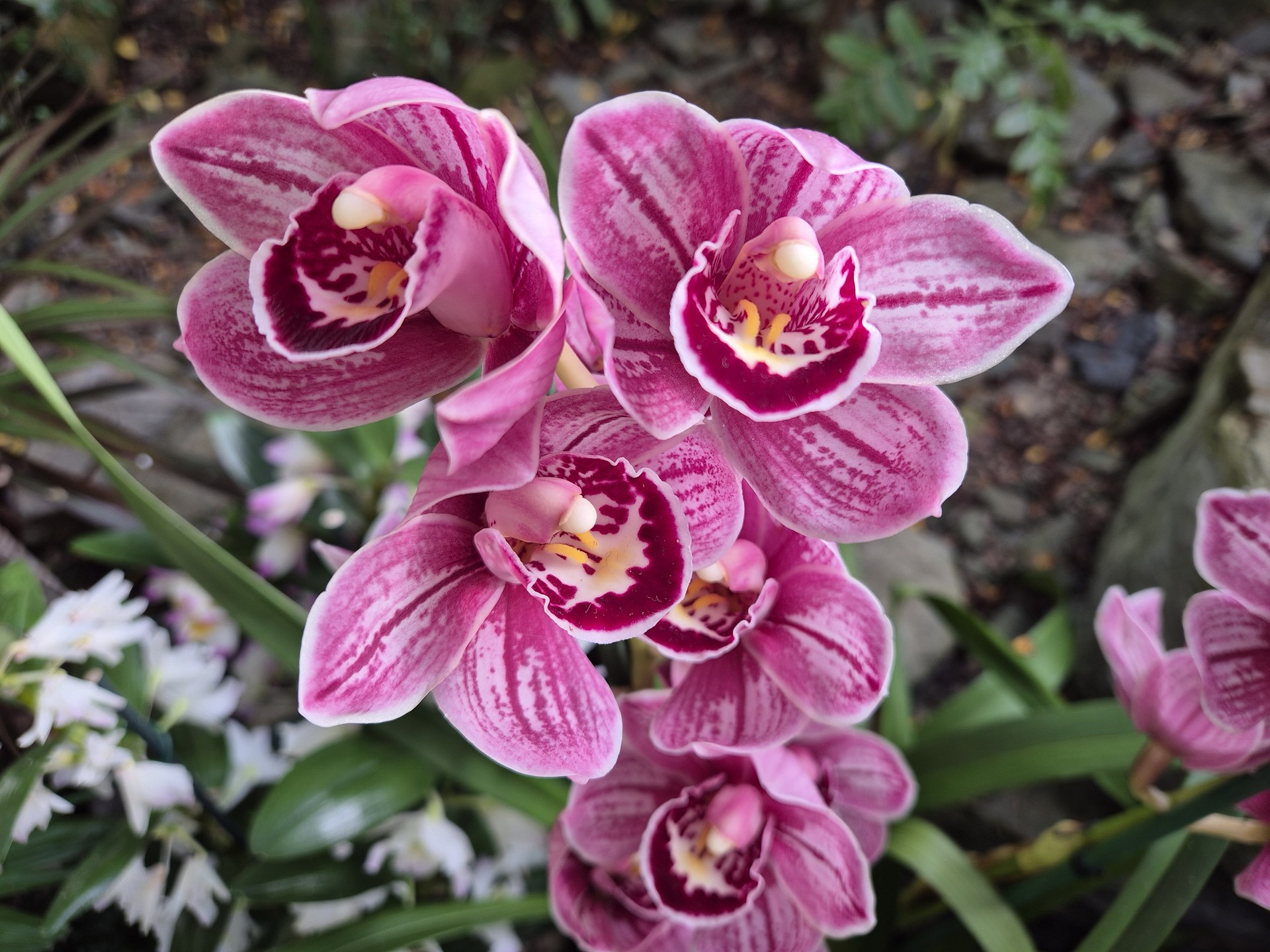 Cymbidium