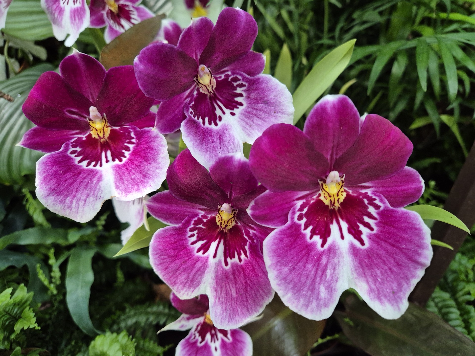 Miltonia