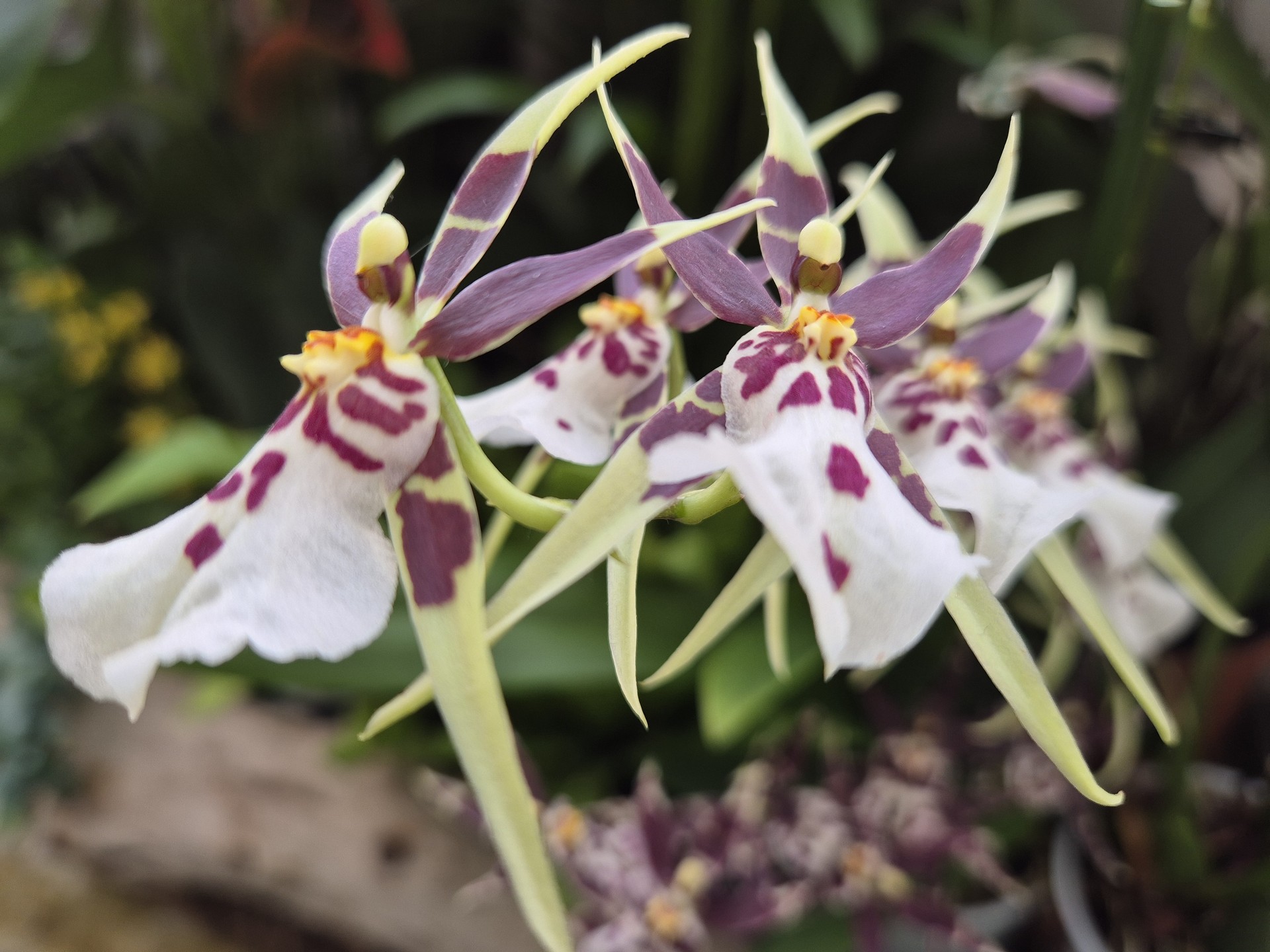 Brassidium (Brassia x Oncidium)