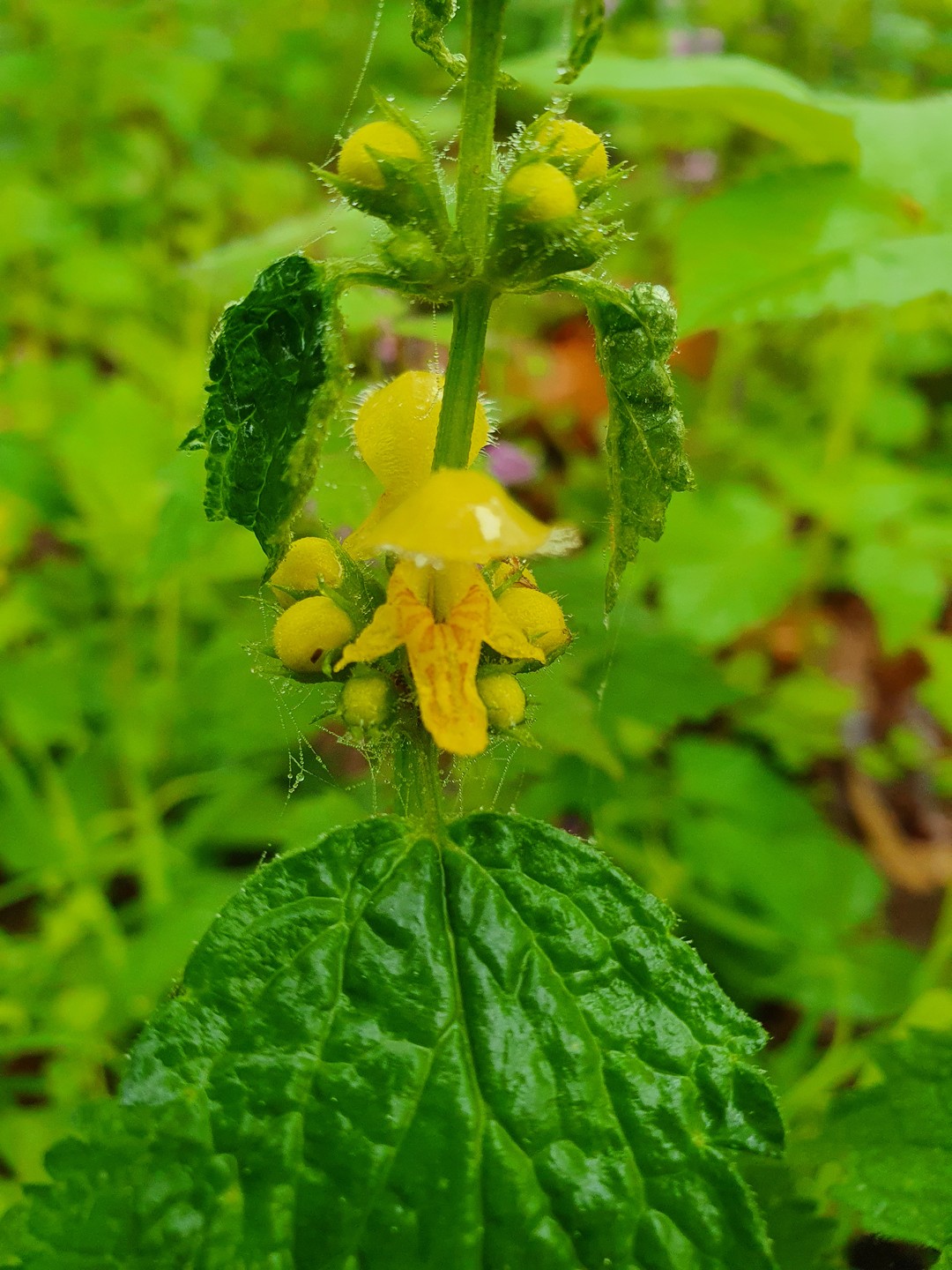 Pitulník žlutý/Hluchavka pitulník - Galeobdolon luteum