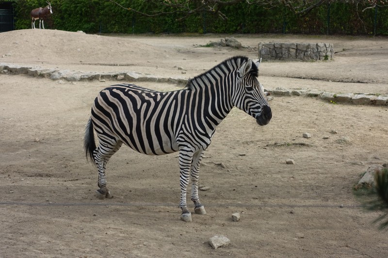 Zebra