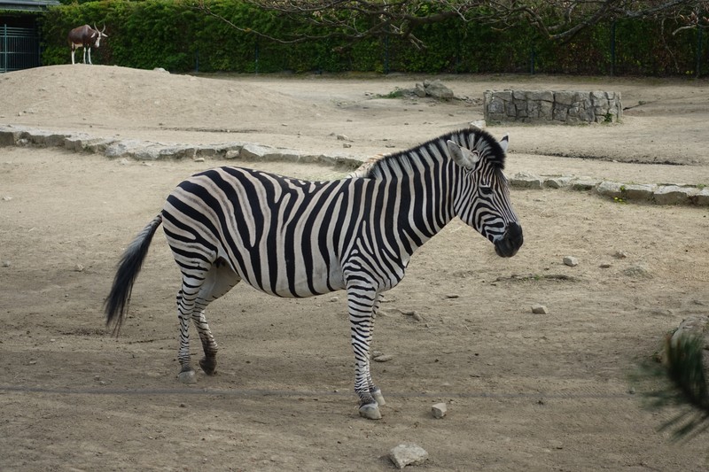 Zebra