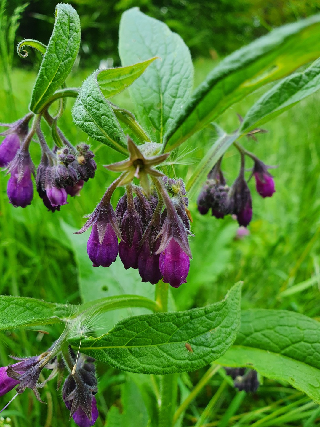Kostival lékařský - Symphytum officinale