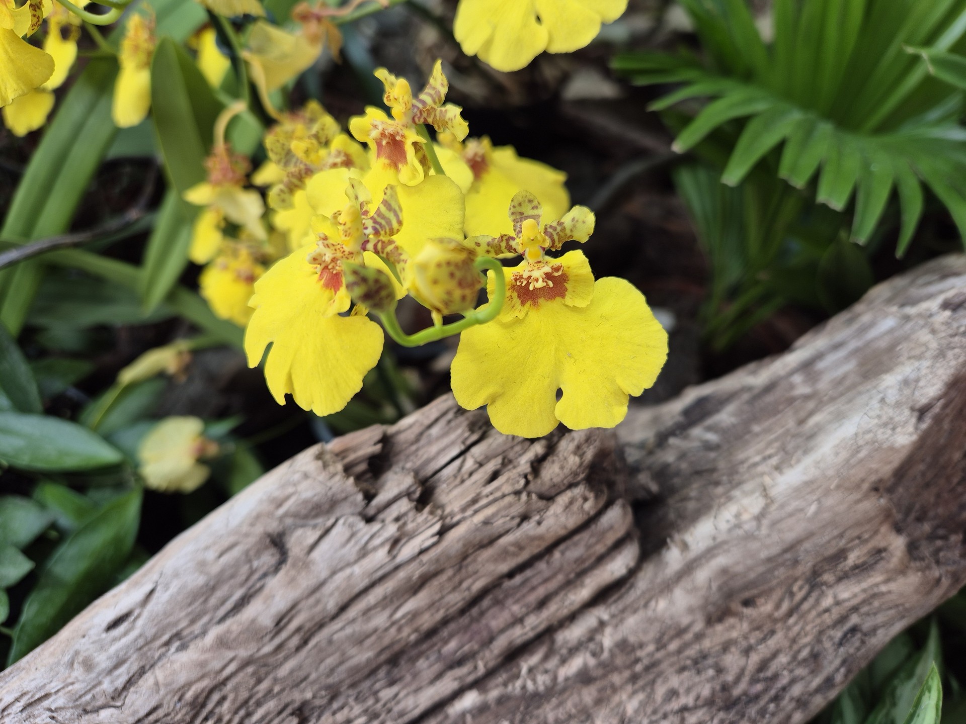 Oncidium