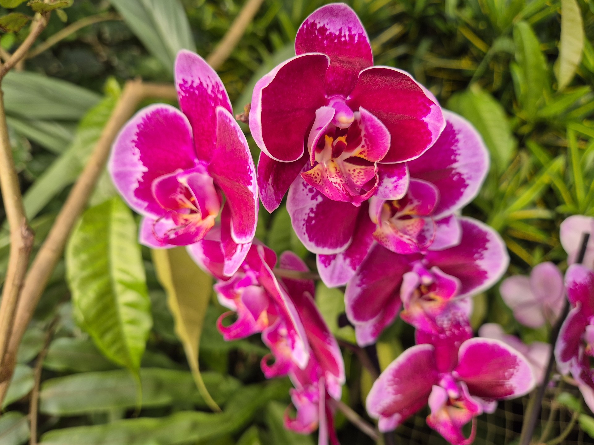Phalenopsis