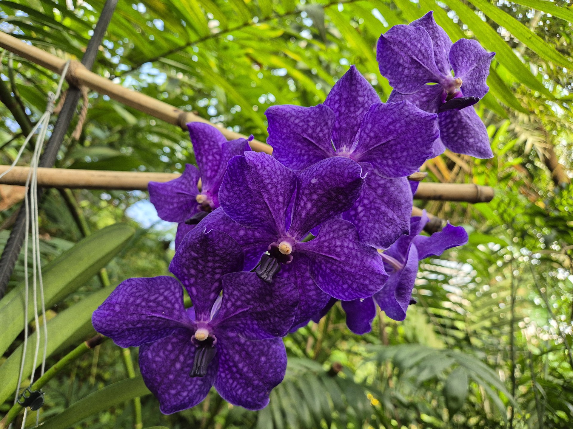 Vanda